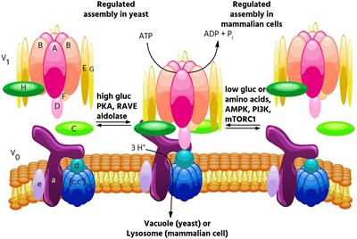 Regulation of <mark class="highlighted">V-ATPase</mark> Assembly in Nutrient Sensing and Function of V-ATPases in Breast Cancer Metastasis